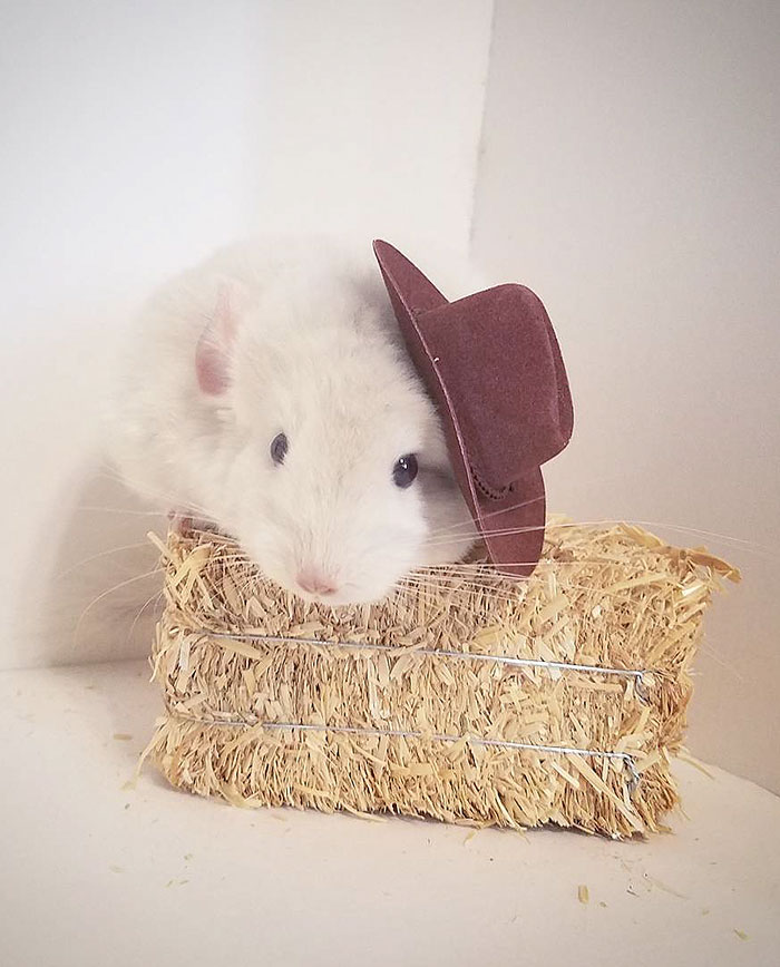 186 Baby Chinchillas That Will Melt Your Heart 186 Baby Chinchillas That Will Melt Your Heart