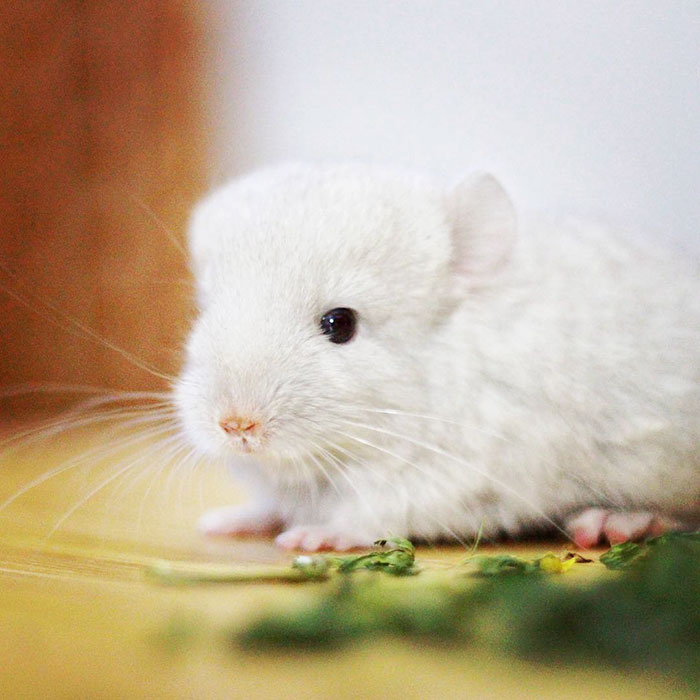 186 Baby Chinchillas That Will Melt Your Heart 186 Baby Chinchillas That Will Melt Your Heart
