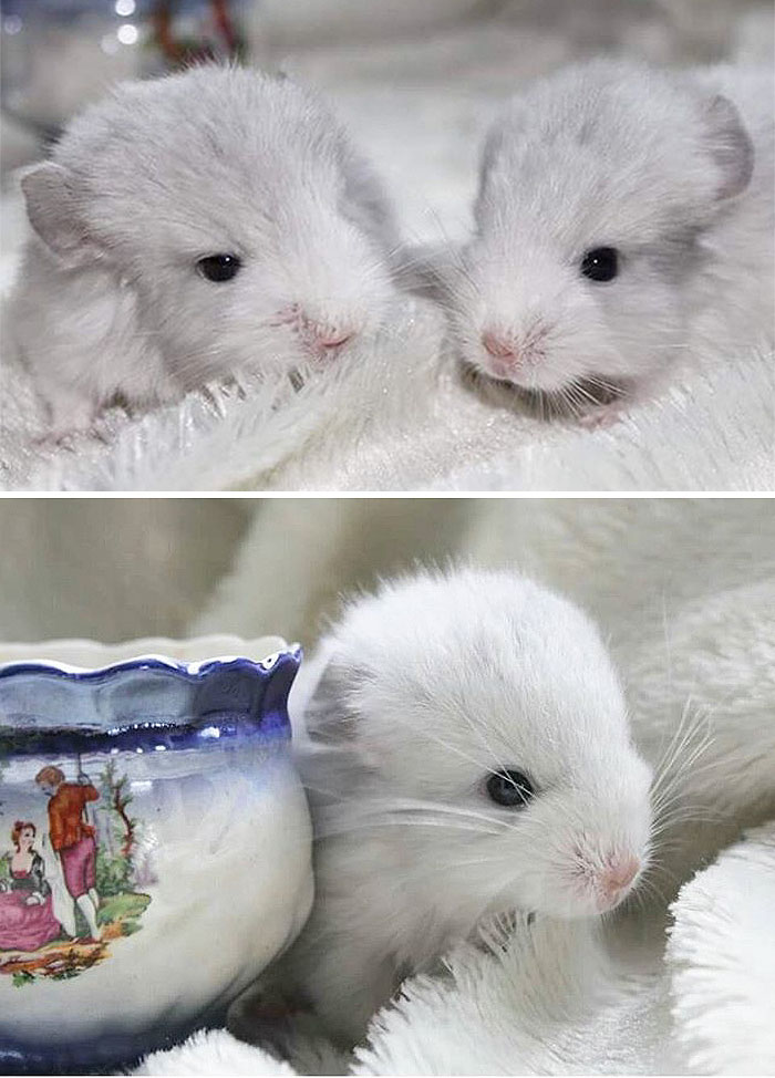 186 Baby Chinchillas That Will Melt Your Heart 186 Baby Chinchillas That Will Melt Your Heart