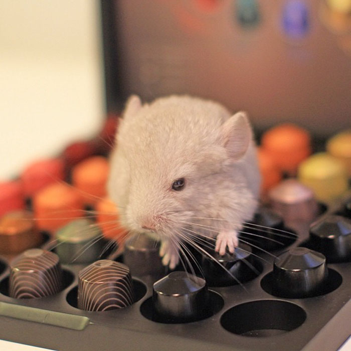 186 Baby Chinchillas That Will Melt Your Heart 186 Baby Chinchillas That Will Melt Your Heart