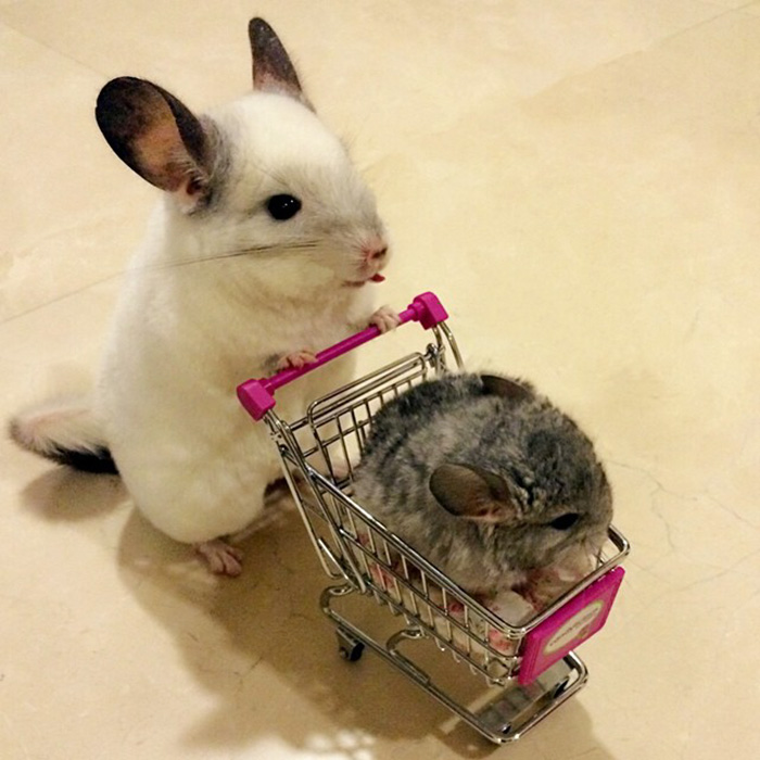 186 Baby Chinchillas That Will Melt Your Heart 186 Baby Chinchillas That Will Melt Your Heart