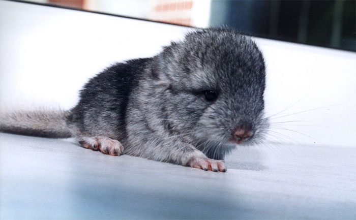 186 Baby Chinchillas That Will Melt Your Heart 186 Baby Chinchillas That Will Melt Your Heart