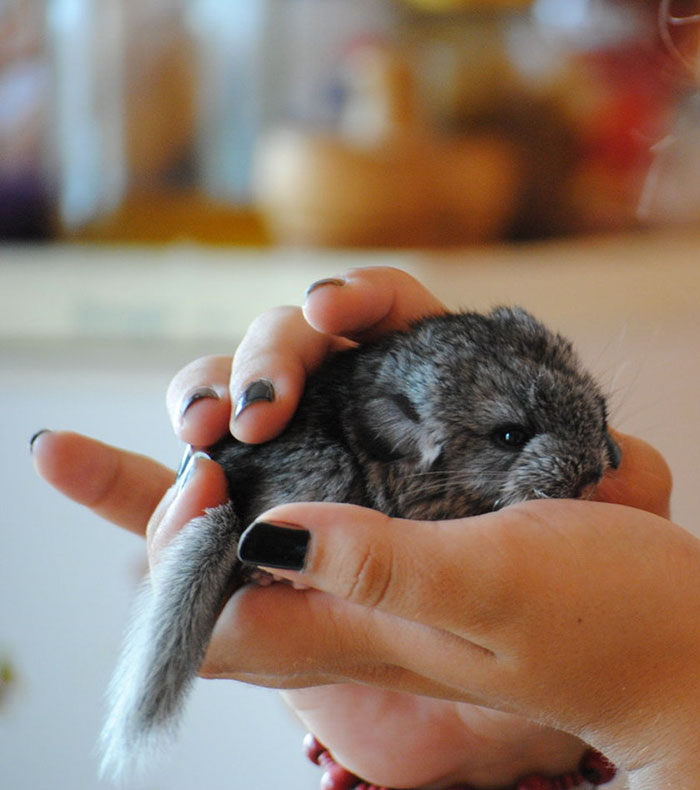 186 Baby Chinchillas That Will Melt Your Heart 186 Baby Chinchillas That Will Melt Your Heart