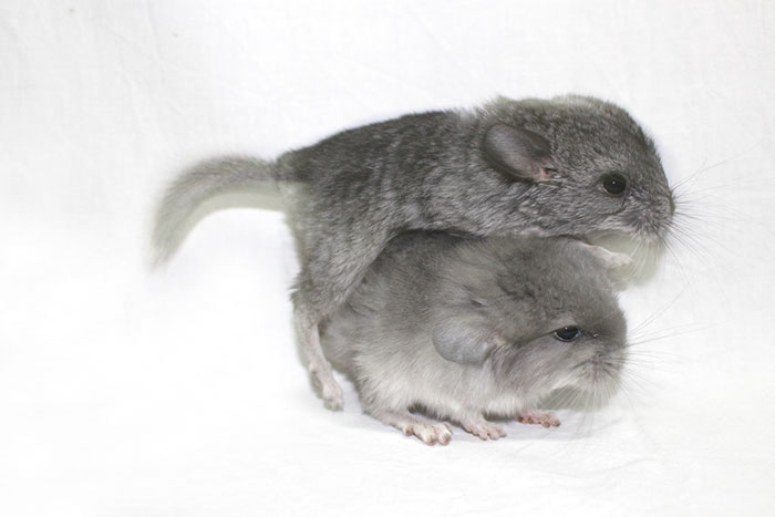186 Baby Chinchillas That Will Melt Your Heart 186 Baby Chinchillas That Will Melt Your Heart