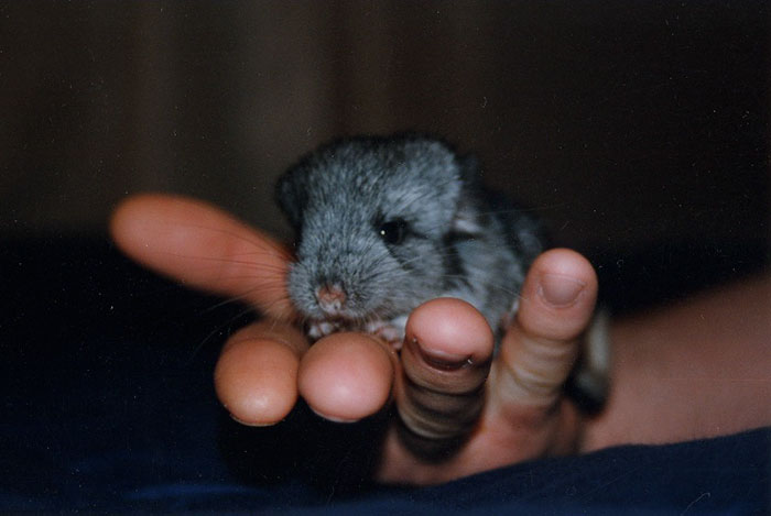 186 Baby Chinchillas That Will Melt Your Heart 186 Baby Chinchillas That Will Melt Your Heart