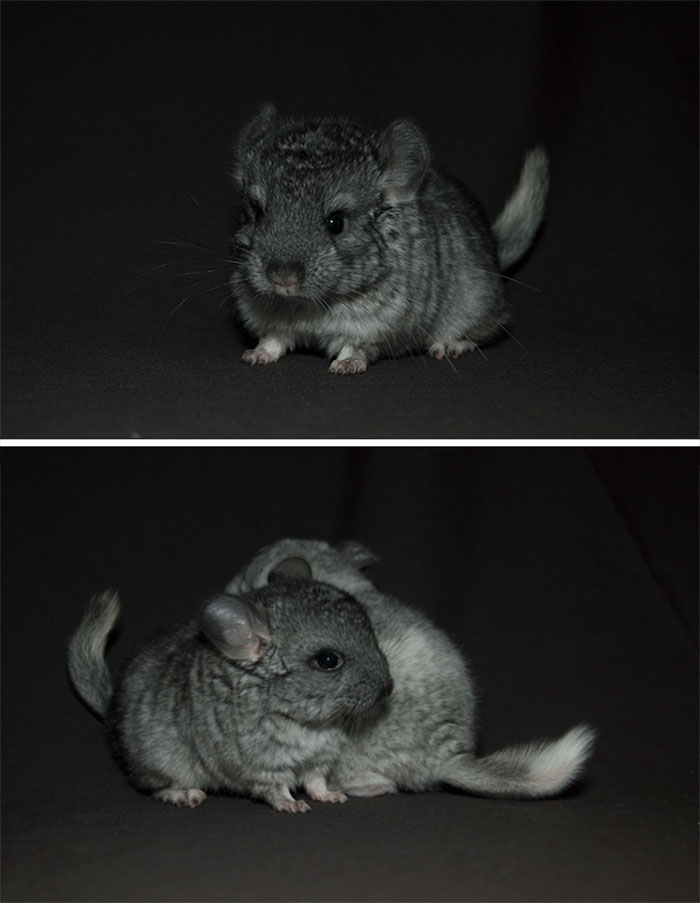 186 Baby Chinchillas That Will Melt Your Heart 186 Baby Chinchillas That Will Melt Your Heart