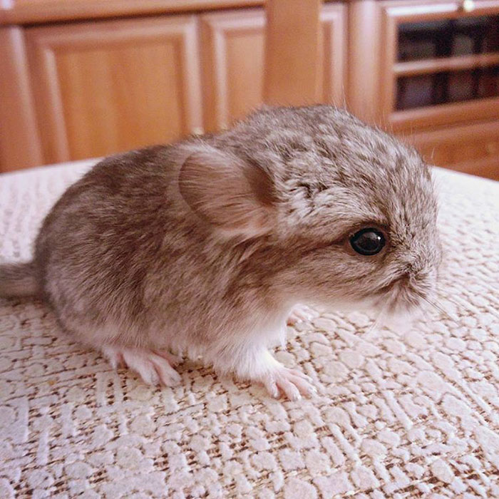 186 Baby Chinchillas That Will Melt Your Heart 186 Baby Chinchillas That Will Melt Your Heart