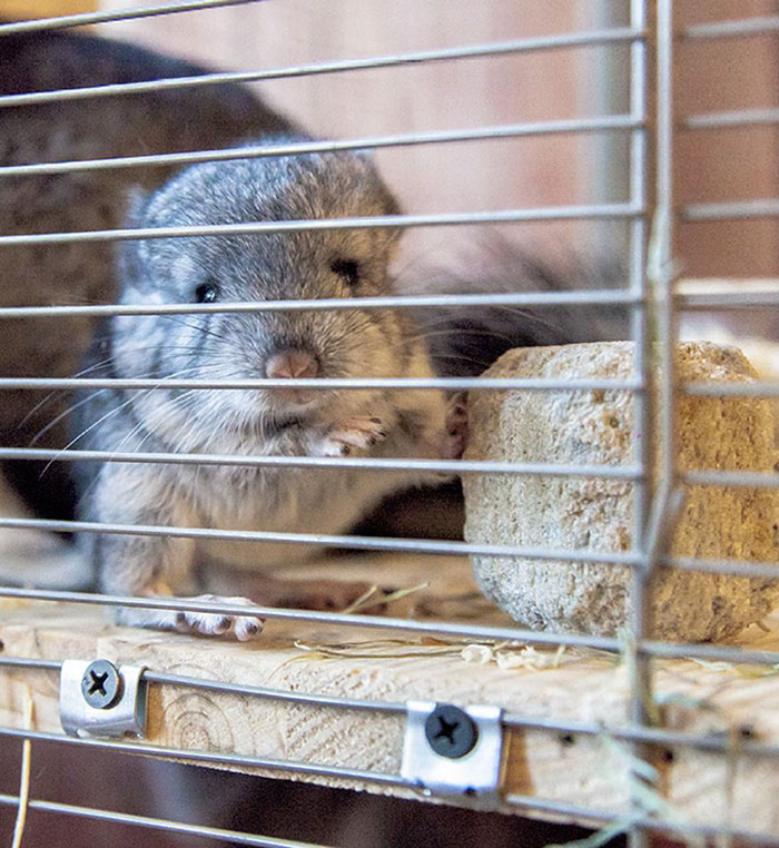 186 Baby Chinchillas That Will Melt Your Heart 186 Baby Chinchillas That Will Melt Your Heart