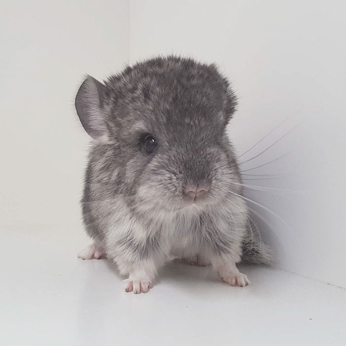 186 Baby Chinchillas That Will Melt Your Heart 186 Baby Chinchillas That Will Melt Your Heart