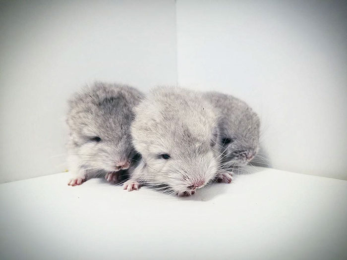 186 Baby Chinchillas That Will Melt Your Heart 186 Baby Chinchillas That Will Melt Your Heart