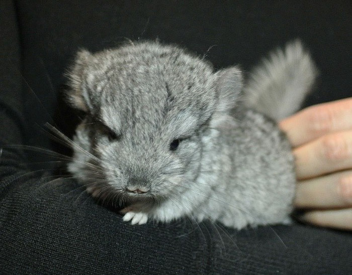 186 Baby Chinchillas That Will Melt Your Heart 186 Baby Chinchillas That Will Melt Your Heart