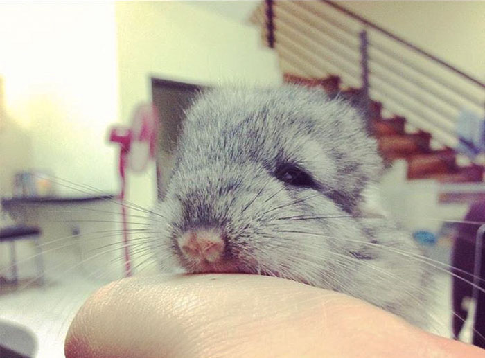 186 Baby Chinchillas That Will Melt Your Heart 186 Baby Chinchillas That Will Melt Your Heart