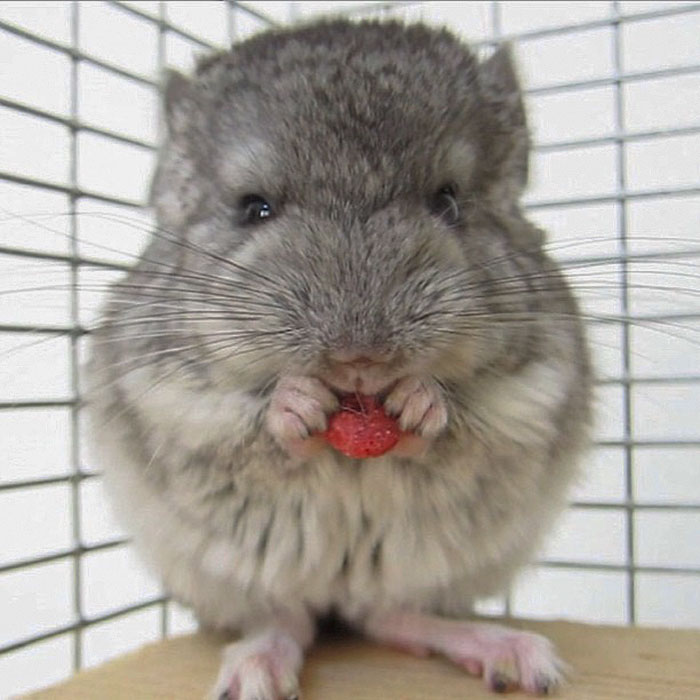 186 Baby Chinchillas That Will Melt Your Heart 186 Baby Chinchillas That Will Melt Your Heart