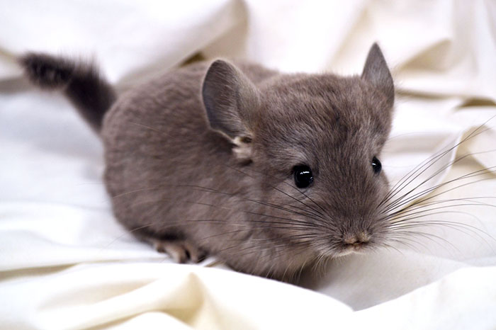 186 Baby Chinchillas That Will Melt Your Heart 186 Baby Chinchillas That Will Melt Your Heart