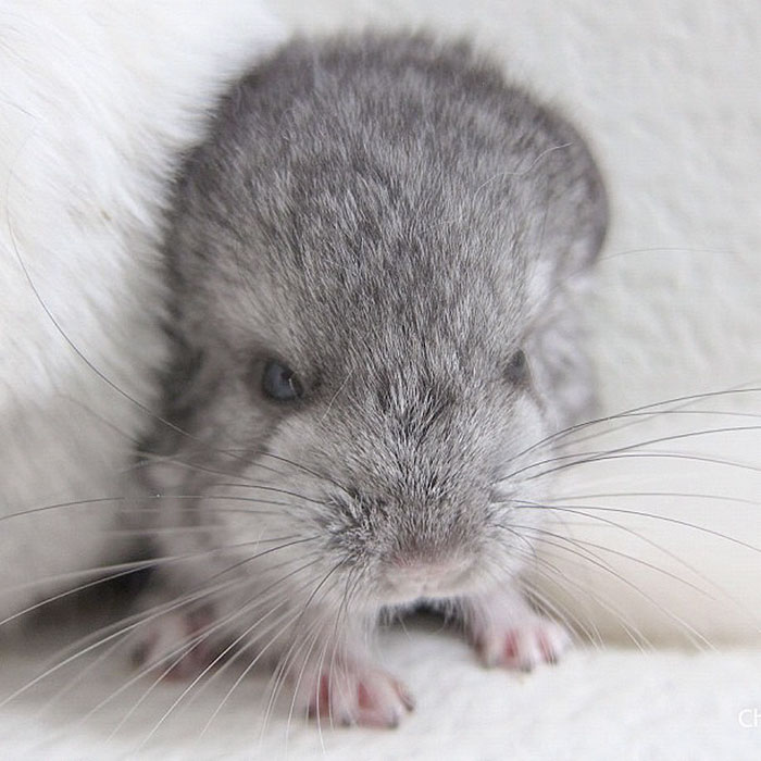 186 Baby Chinchillas That Will Melt Your Heart 186 Baby Chinchillas That Will Melt Your Heart