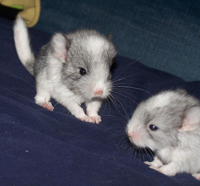 186 Baby Chinchillas That Will Melt Your Heart 186 Baby Chinchillas That Will Melt Your Heart