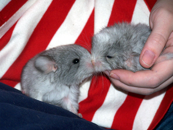 186 Baby Chinchillas That Will Melt Your Heart 186 Baby Chinchillas That Will Melt Your Heart