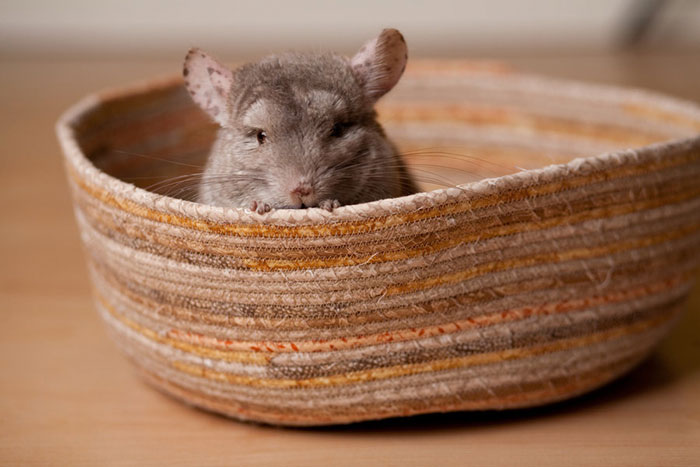 186 Baby Chinchillas That Will Melt Your Heart 186 Baby Chinchillas That Will Melt Your Heart