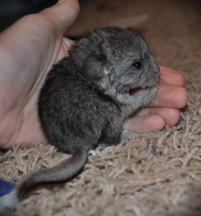 186 Baby Chinchillas That Will Melt Your Heart 186 Baby Chinchillas That Will Melt Your Heart