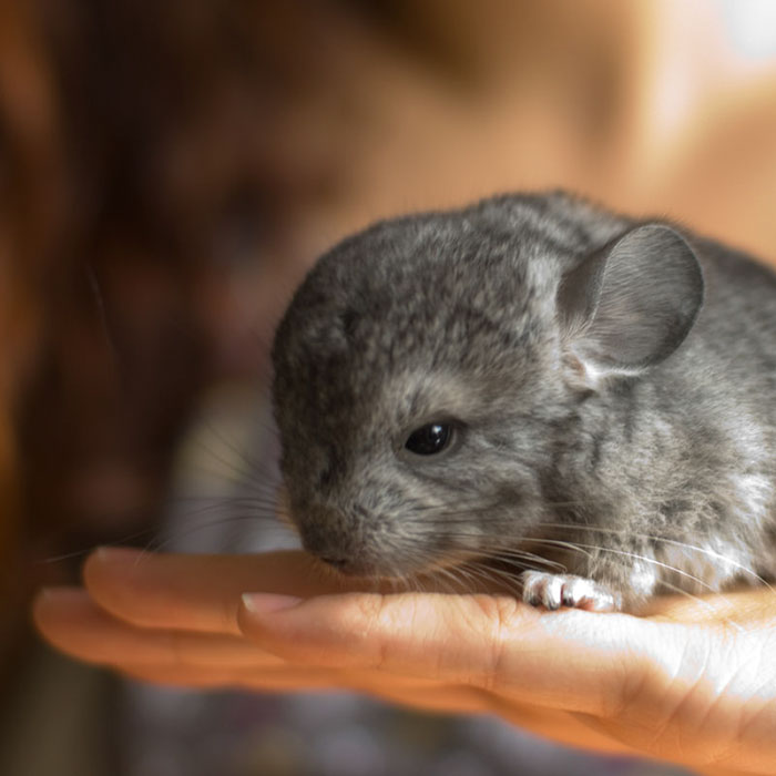 186 Baby Chinchillas That Will Melt Your Heart 186 Baby Chinchillas That Will Melt Your Heart