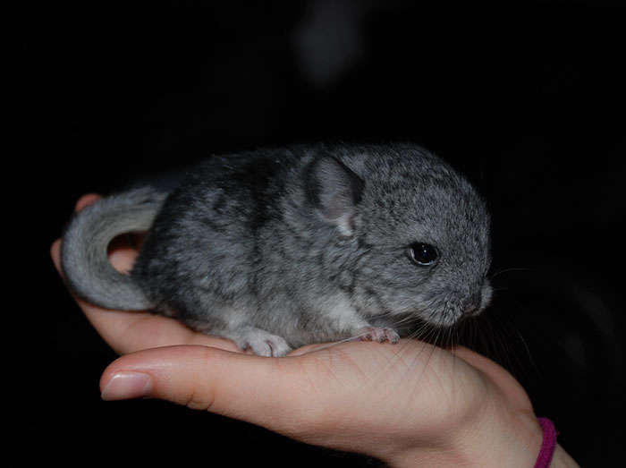 186 Baby Chinchillas That Will Melt Your Heart 186 Baby Chinchillas That Will Melt Your Heart
