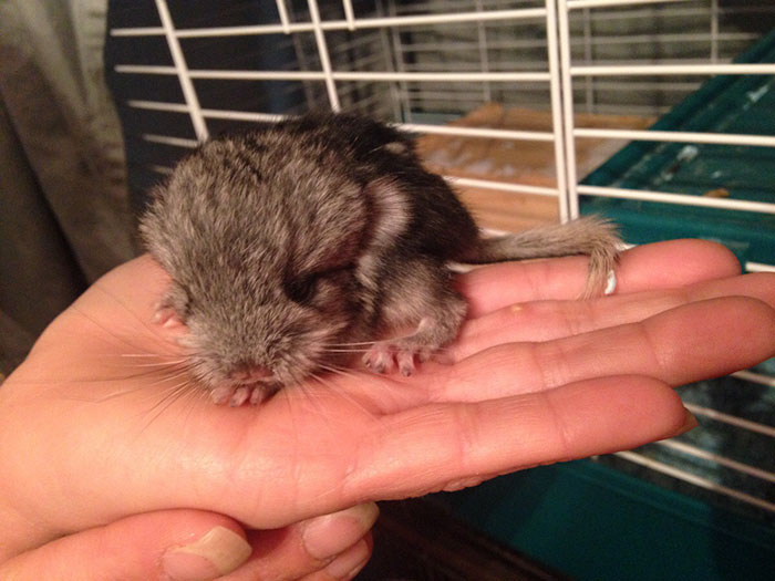 186 Baby Chinchillas That Will Melt Your Heart 186 Baby Chinchillas That Will Melt Your Heart