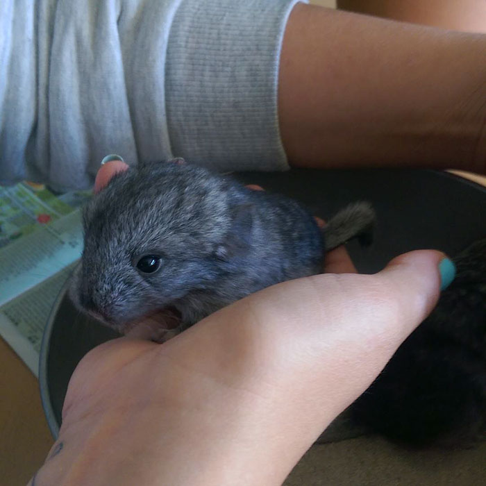 186 Baby Chinchillas That Will Melt Your Heart 186 Baby Chinchillas That Will Melt Your Heart