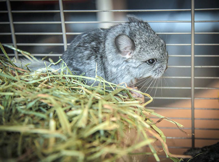 186 Baby Chinchillas That Will Melt Your Heart 186 Baby Chinchillas That Will Melt Your Heart