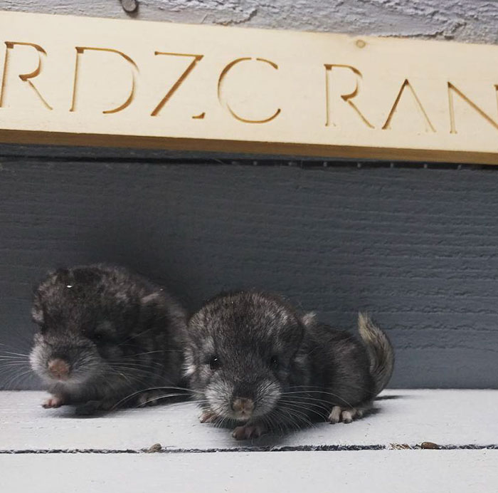 186 Baby Chinchillas That Will Melt Your Heart 186 Baby Chinchillas That Will Melt Your Heart