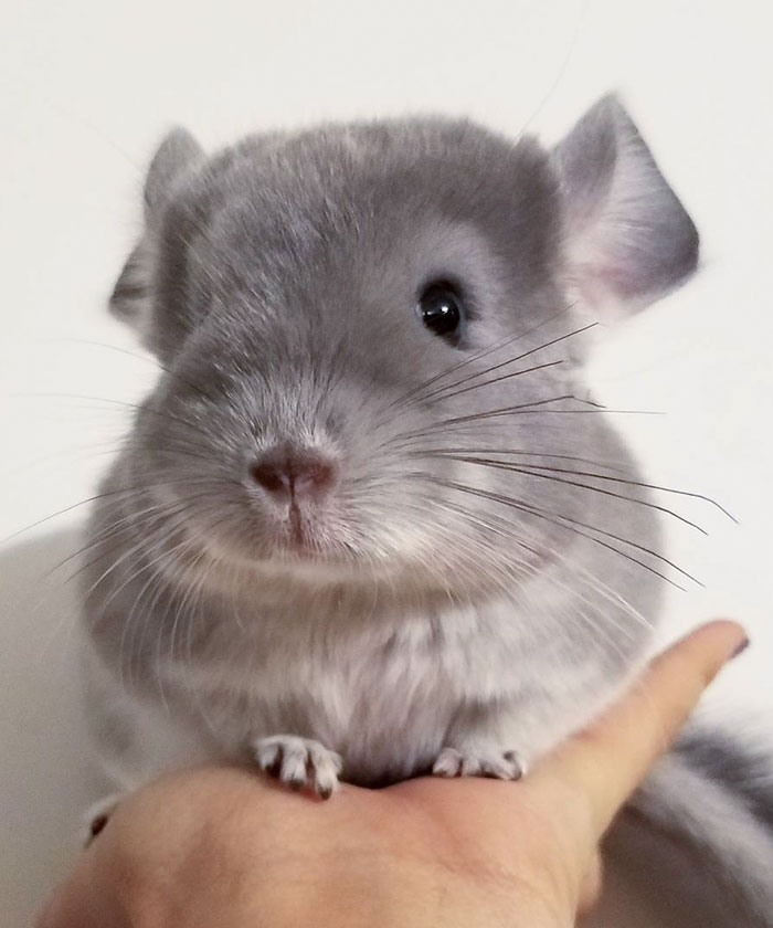 186 Baby Chinchillas That Will Melt Your Heart 186 Baby Chinchillas That Will Melt Your Heart