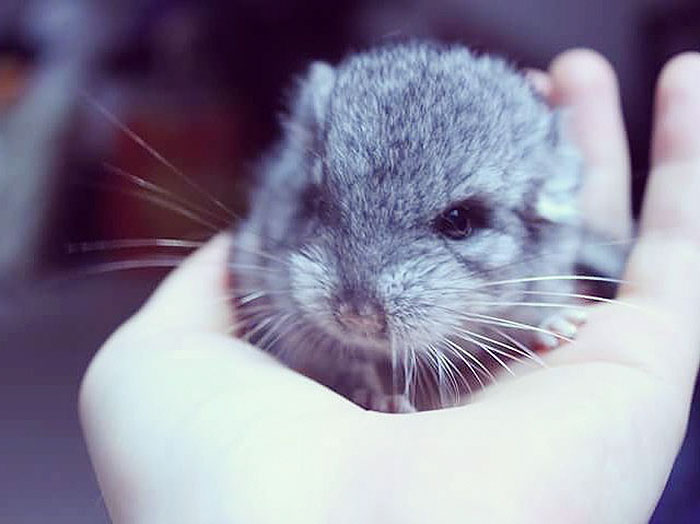 186 Baby Chinchillas That Will Melt Your Heart 186 Baby Chinchillas That Will Melt Your Heart