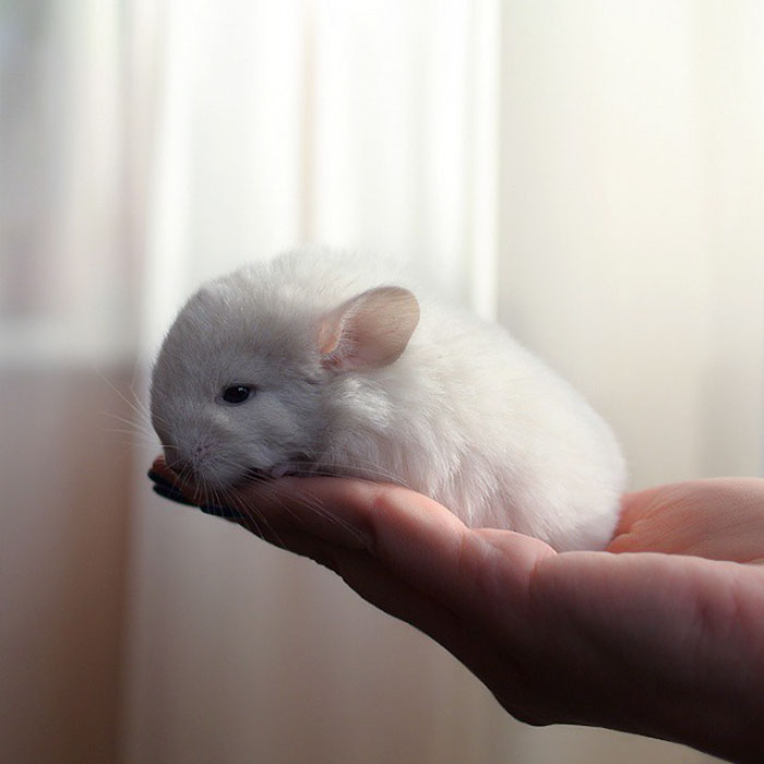 186 Baby Chinchillas That Will Melt Your Heart 186 Baby Chinchillas That Will Melt Your Heart