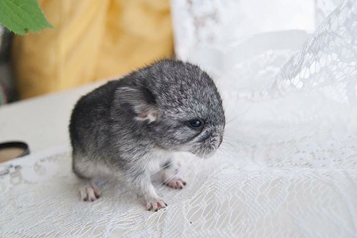 186 Baby Chinchillas That Will Melt Your Heart 186 Baby Chinchillas That Will Melt Your Heart