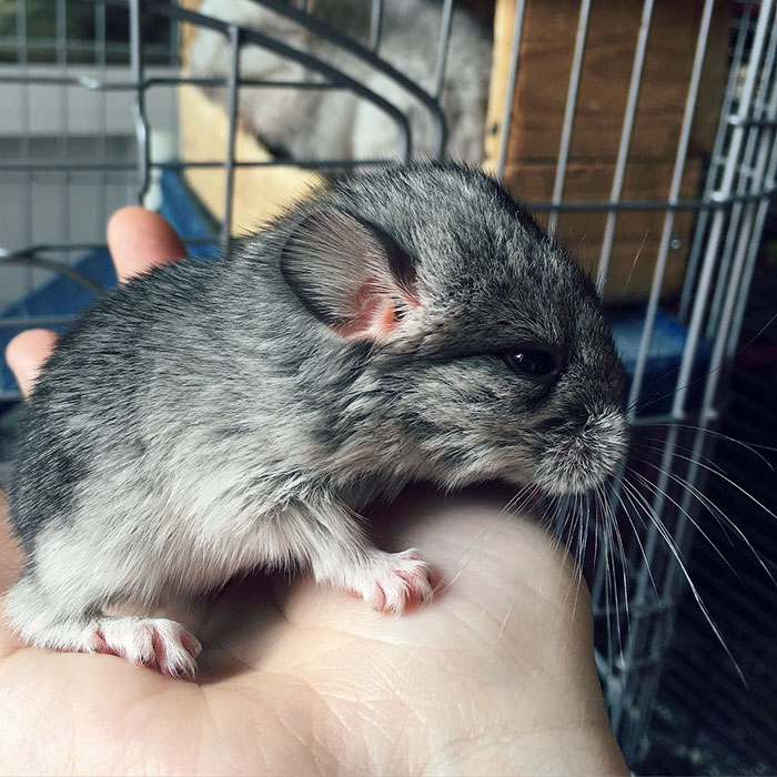 186 Baby Chinchillas That Will Melt Your Heart 186 Baby Chinchillas That Will Melt Your Heart
