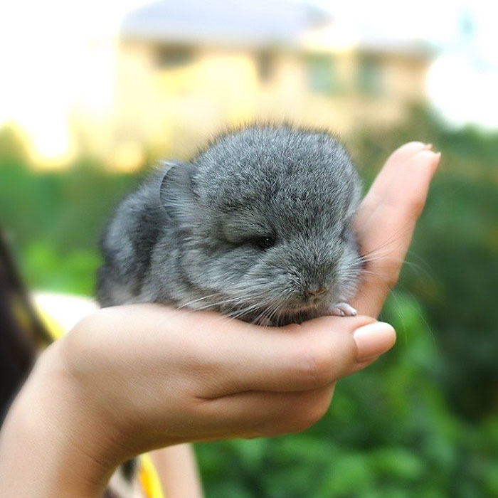 186 Baby Chinchillas That Will Melt Your Heart 186 Baby Chinchillas That Will Melt Your Heart