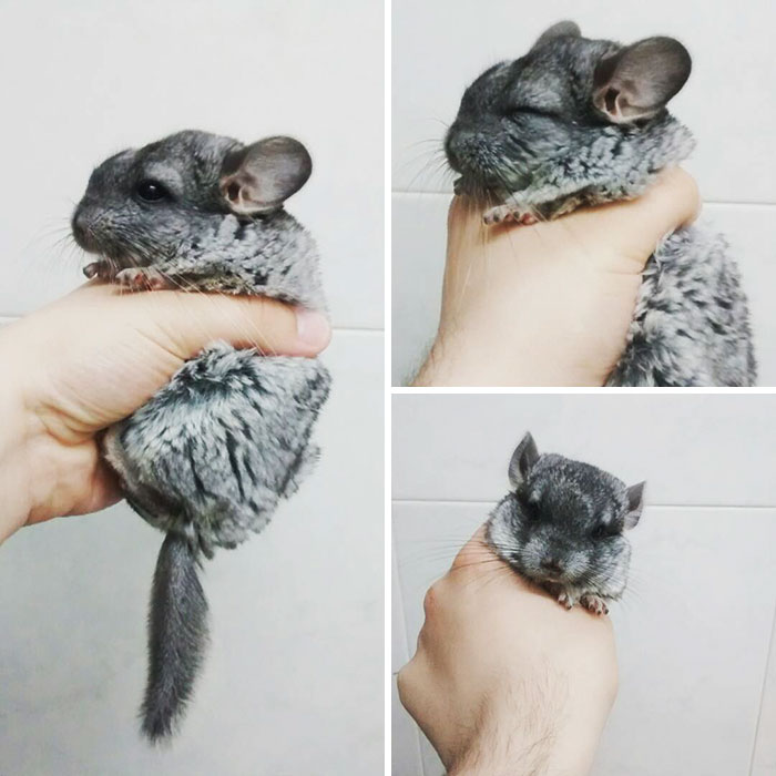 186 Baby Chinchillas That Will Melt Your Heart 186 Baby Chinchillas That Will Melt Your Heart