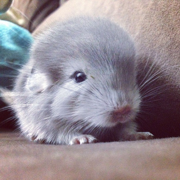 186 Baby Chinchillas That Will Melt Your Heart 186 Baby Chinchillas That Will Melt Your Heart