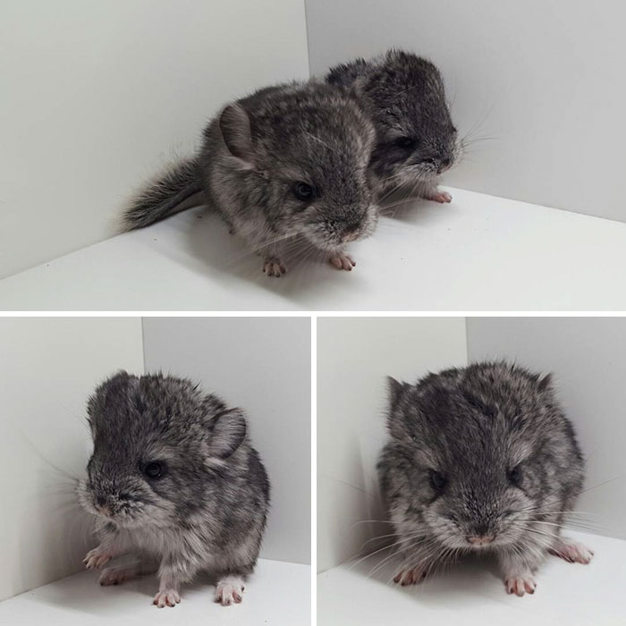 186 Baby Chinchillas That Will Melt Your Heart 186 Baby Chinchillas That Will Melt Your Heart