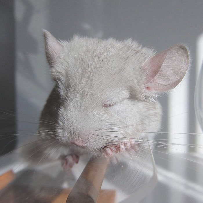 186 Baby Chinchillas That Will Melt Your Heart 186 Baby Chinchillas That Will Melt Your Heart