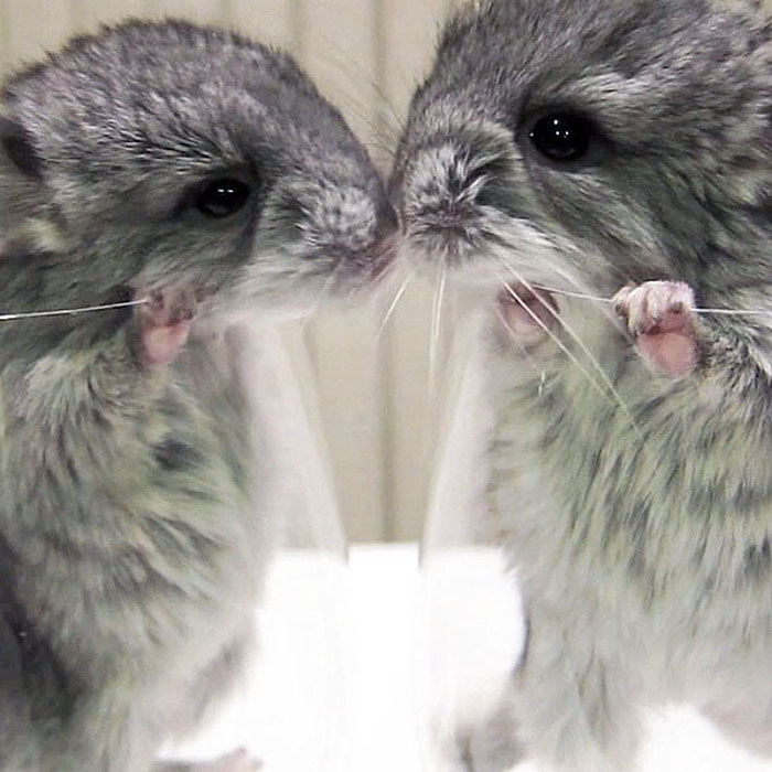 186 Baby Chinchillas That Will Melt Your Heart 186 Baby Chinchillas That Will Melt Your Heart