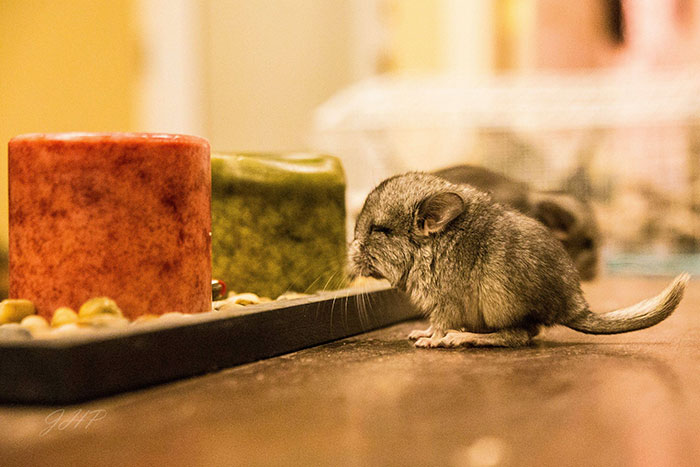 186 Baby Chinchillas That Will Melt Your Heart 186 Baby Chinchillas That Will Melt Your Heart
