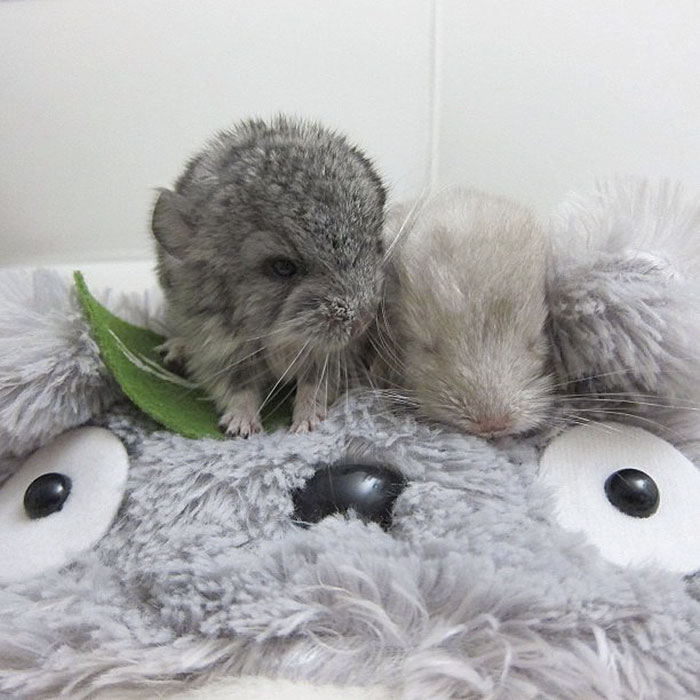 186 Baby Chinchillas That Will Melt Your Heart 186 Baby Chinchillas That Will Melt Your Heart