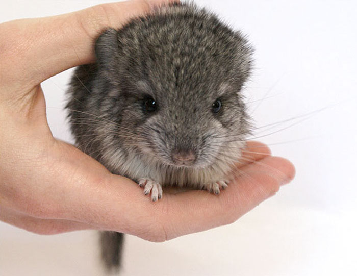 186 Baby Chinchillas That Will Melt Your Heart 186 Baby Chinchillas That Will Melt Your Heart