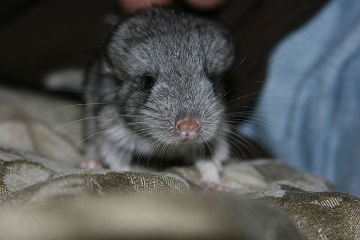 186 Baby Chinchillas That Will Melt Your Heart 186 Baby Chinchillas That Will Melt Your Heart