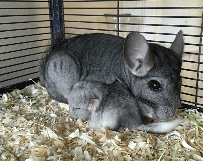 186 Baby Chinchillas That Will Melt Your Heart 186 Baby Chinchillas That Will Melt Your Heart