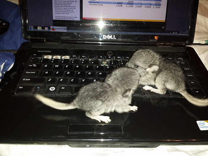 186 Baby Chinchillas That Will Melt Your Heart 186 Baby Chinchillas That Will Melt Your Heart