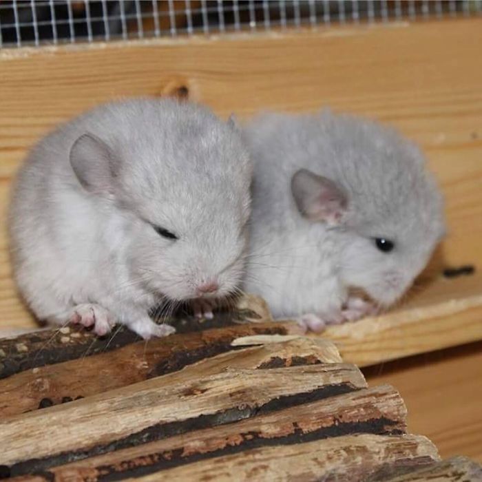 186 Baby Chinchillas That Will Melt Your Heart 186 Baby Chinchillas That Will Melt Your Heart
