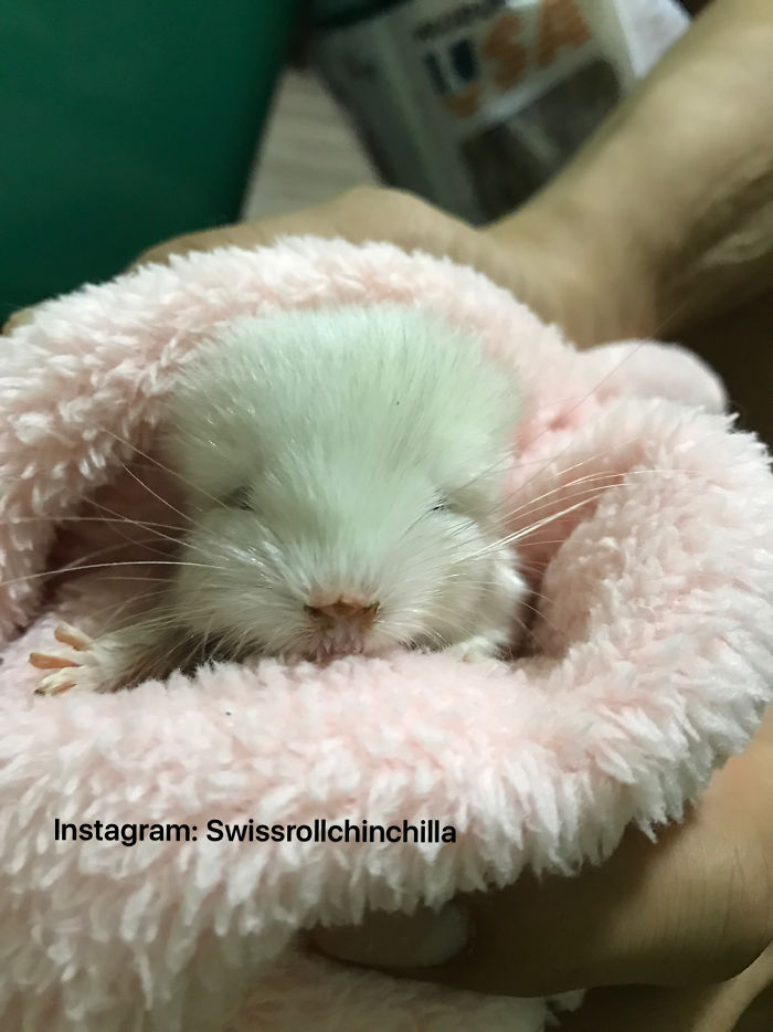 186 Baby Chinchillas That Will Melt Your Heart 186 Baby Chinchillas That Will Melt Your Heart