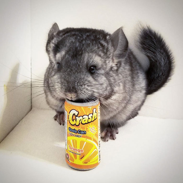 186 Baby Chinchillas That Will Melt Your Heart 186 Baby Chinchillas That Will Melt Your Heart