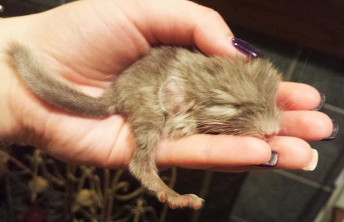 186 Baby Chinchillas That Will Melt Your Heart 186 Baby Chinchillas That Will Melt Your Heart